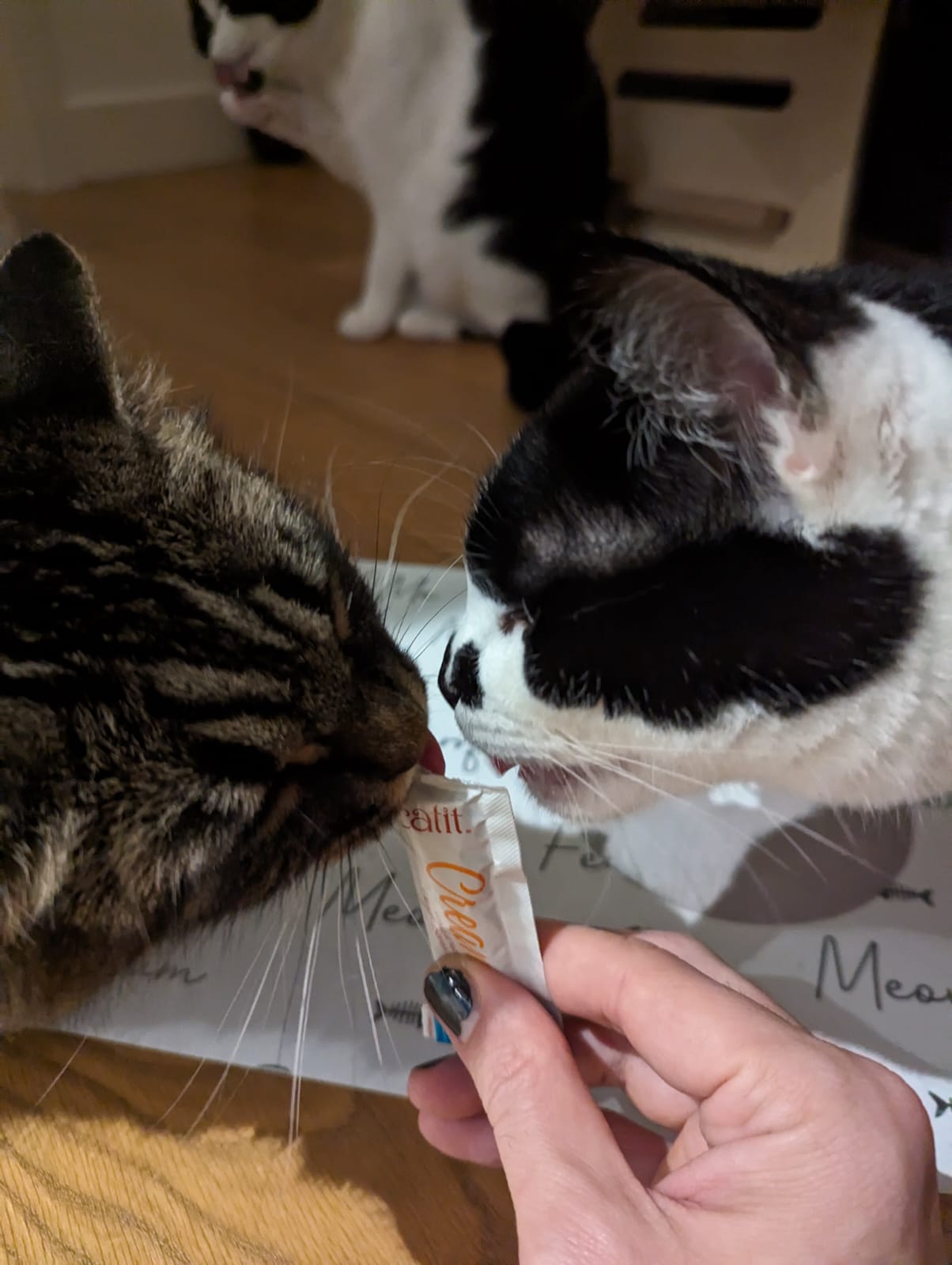 Raya e Po leccano un treat per gatti muso muso