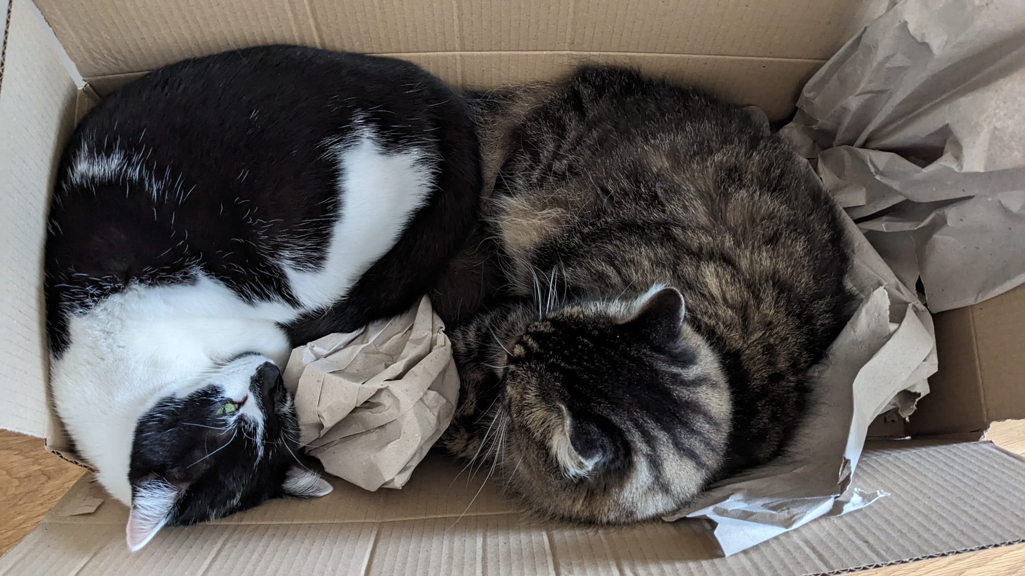 Raya e Mae che dormono nella stessa scatola